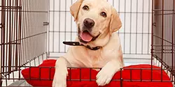 Articles on Rescue Dogs