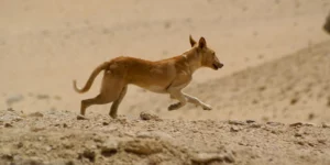 Feral Dogs vs Stray Dogs
