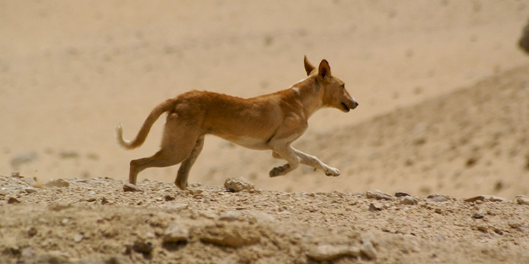 Feral puppy store