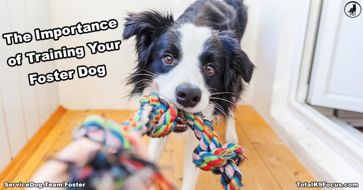 Foster Dog Training Really Matters Total K9 Focus
