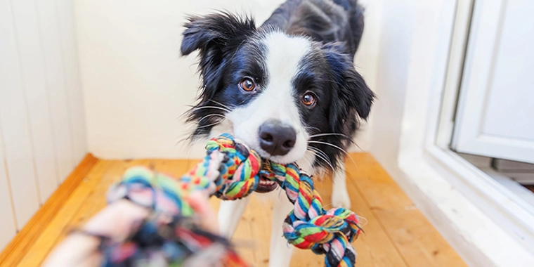 The Importance of Training Your Foster Dog