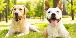 Articles on Dog Behavior