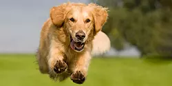 Articles on Dog Training