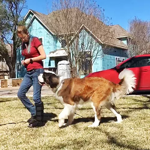 Service Dog Trainer Sarah Gill