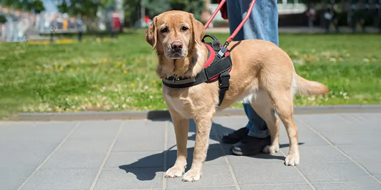 Service Dog Encounters