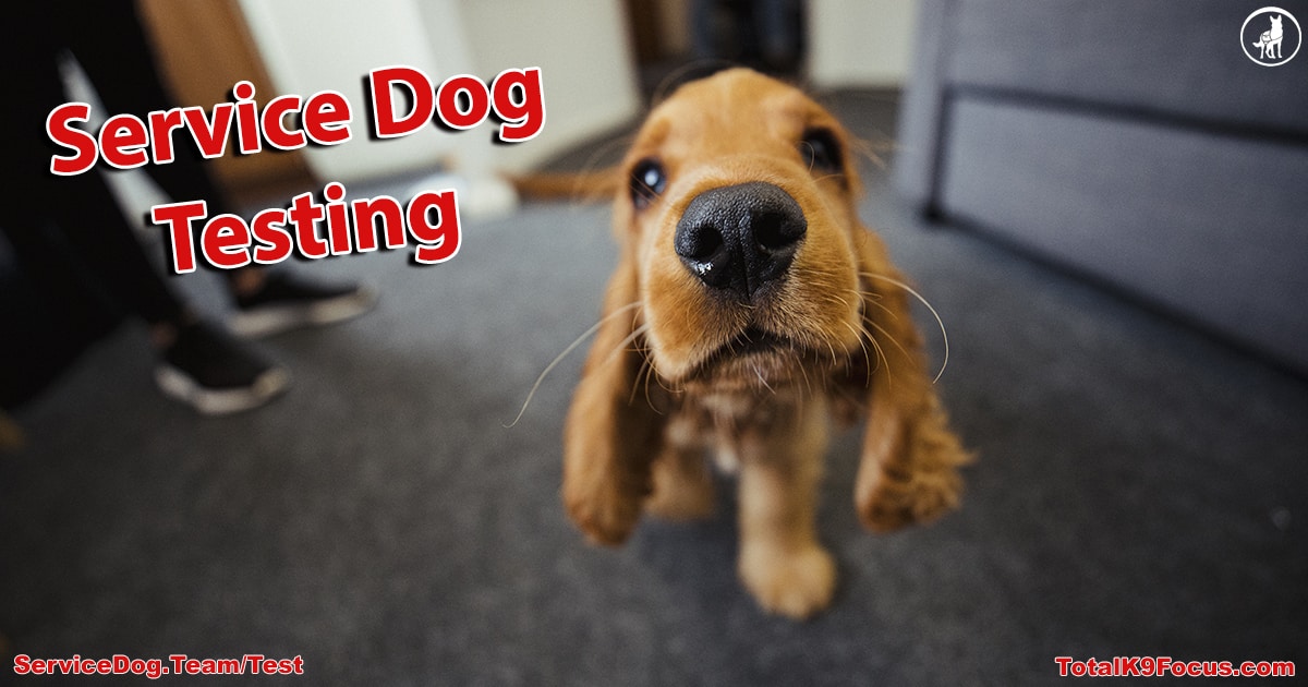 Service Dog Testing for Your Own Dog Total K9 Focus