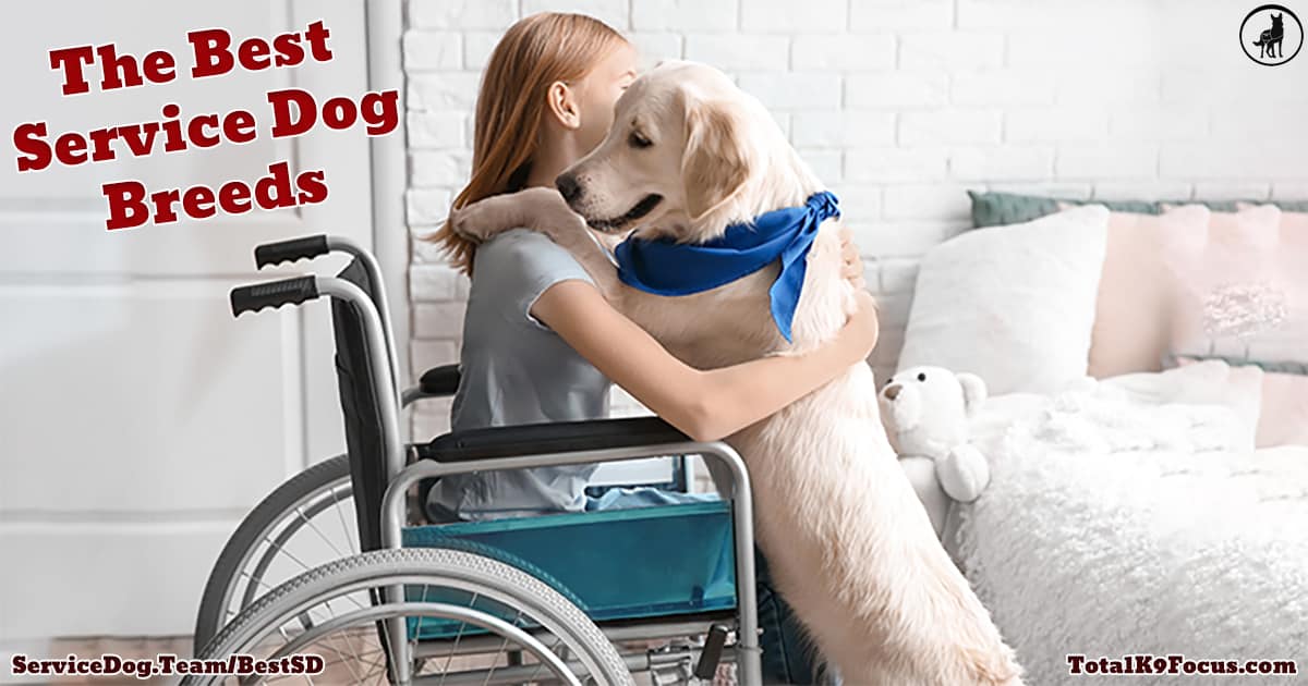 What breed of dog best sale makes the best service dog